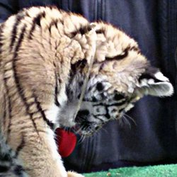 Alexandra és Norbert eljegyzése